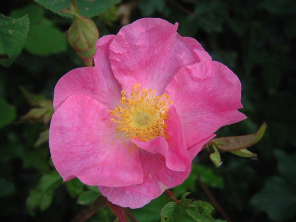 rose selvatiche